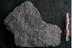 Foto (Detailansicht) von Callipteris sp.  (NHMW-GEO-2024-0188-10911)